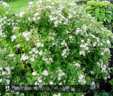 Aster ageratoides &#039;Asran&#039; P9