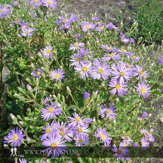 Aster macrophyllus P9