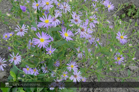 Aster macrophyllus P9