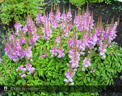 Astilbe chinensis &#039;Pumila&#039; P9