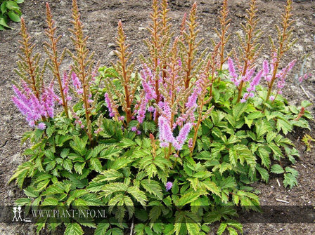 Astilbe chinensis &#039;Pumila&#039; P9