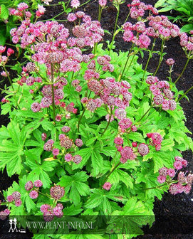 Astrantia m. &#039;Lars&#039; P9