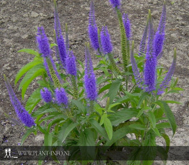 Veronica longifolia &#039;Blauriesin&#039; P9