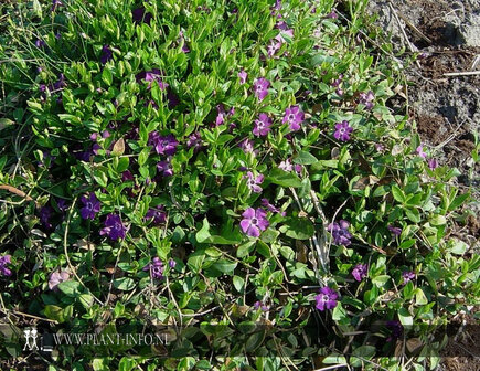 Vinca minor &#039;Atropurpurea&#039; P9