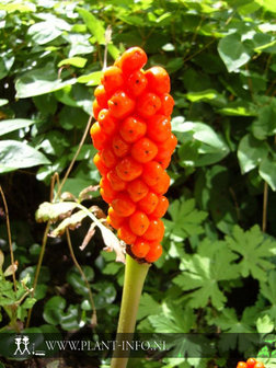 Arum italicum P9