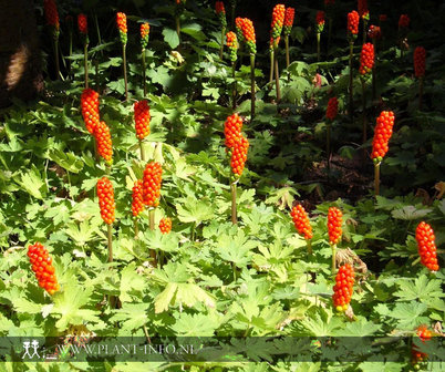 Arum italicum P9