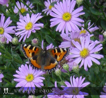 Aster amellus &#039;Rosa Erf&uuml;llung&#039; P9