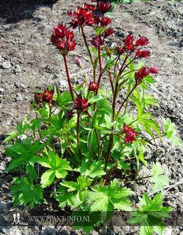 Astrantia m. &#039;Hadspen Blood&#039; P9