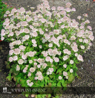 Astrantia m. &#039;Buckland&#039; P9