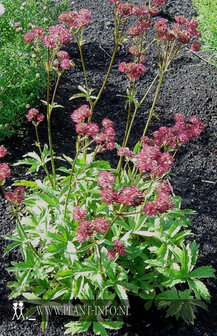 Astrantia m. &#039;Claret&#039; P9