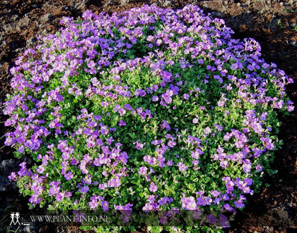 Aubrieta &#039;Blue Emperor&#039; P9