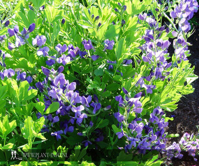 Baptisia australis P9