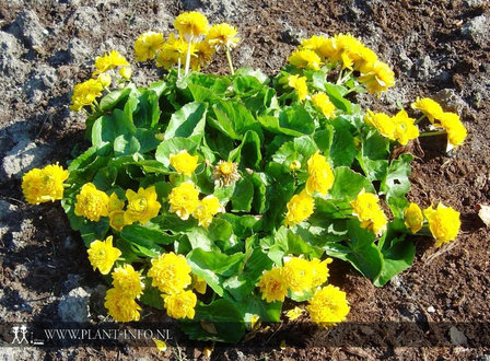 Caltha palustris &#039;Plena&#039; P9