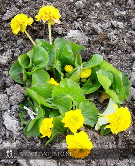 Caltha palustris &#039;Plena&#039; P9