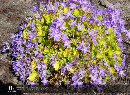 Campanula &#039;Dickson&#039;s Gold&#039; P9