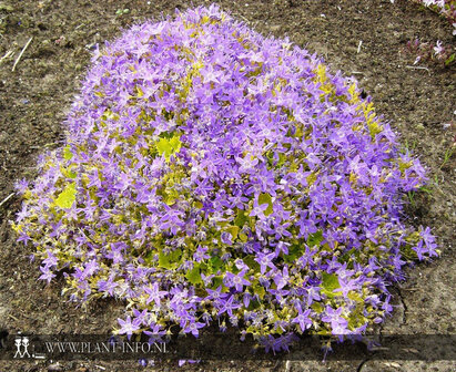 Campanula &#039;Dickson&#039;s Gold&#039; P9