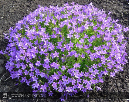 Campanula portenschlagiana P9