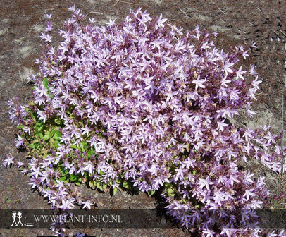 Campanula pos. &#039;Lisduggan Variety&#039; P9