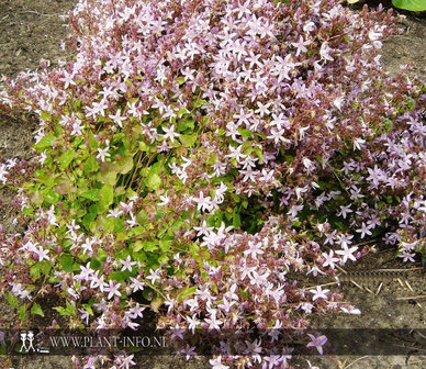 Campanula pos. &#039;Lisduggan Variety&#039; P9