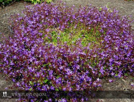 Campanula pos. &#039;Stella&#039; P9