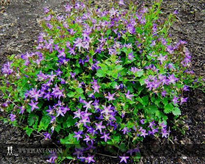 Campanula pos. &#039;Stella&#039; P9