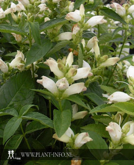 Chelone obliqua &#039;Alba&#039; P9