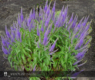 Veronica longifolia &#039;Blauriesin&#039; P9