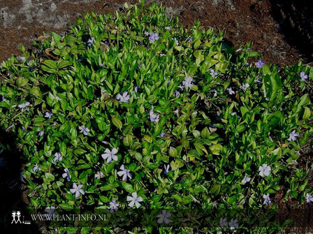 Vinca minor &#039;La Grave&#039; P9