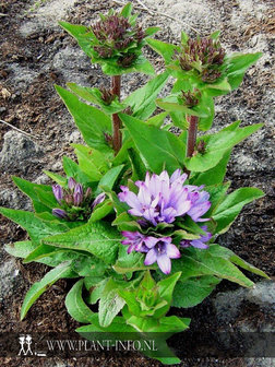 Campanula glomerata &#039;Caroline&#039; P9