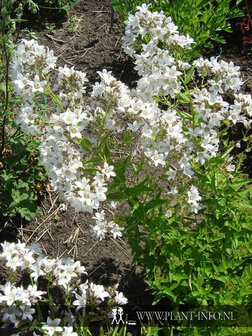 Campanula lac. &#039;Alba&#039; P9