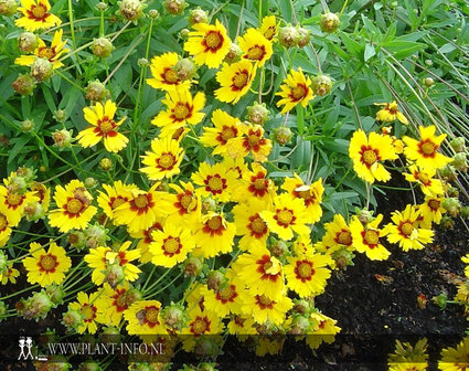 Coreopsis lanceolata &#039;Sterntaler&#039; P9