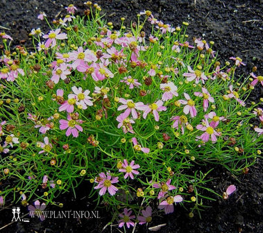 Coreopsis rosea &#039;American Dream&#039; P9