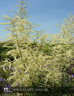 Aruncus dioicus &#039;Kneiffii&#039; P9