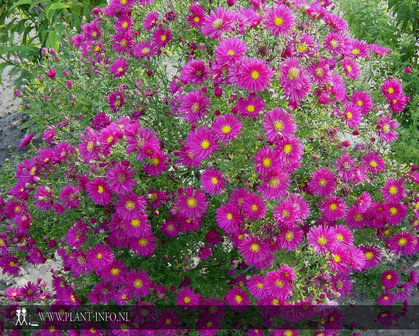 Aster n.-b. &#039;Crimson Brocade&#039; P9