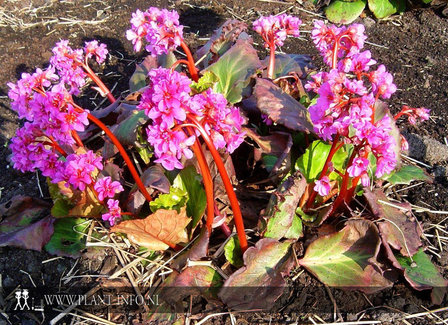 Bergenia &#039;Abendglut&#039; P9