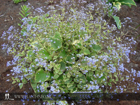 Brunnera m. &#039;Hadspen Cream&#039; P9