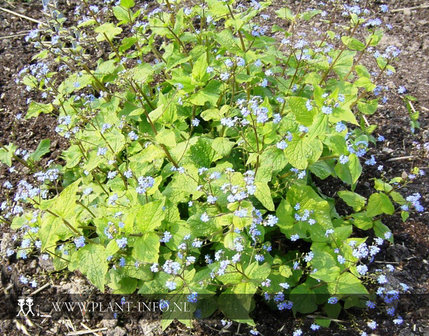 Brunnera m. &#039;Langtrees&#039; P9