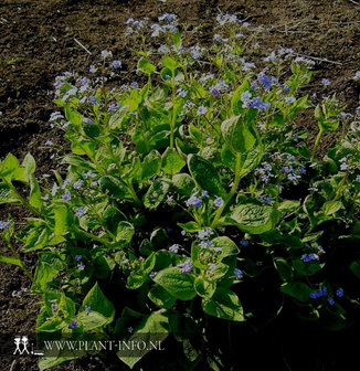 Brunnera macrophylla P9