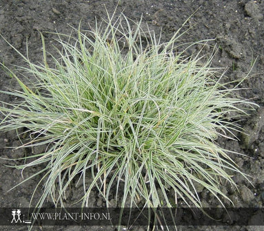Carex conica &#039;Snowline&#039; P9