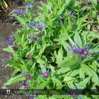 Centaurea montana &#039;Grandiflora&#039; P9