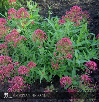 Centranthus ruber &#039;Coccineus&#039; P9