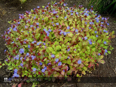 Ceratostigma plumbaginoides P9