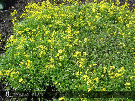 Draba sibirica P9