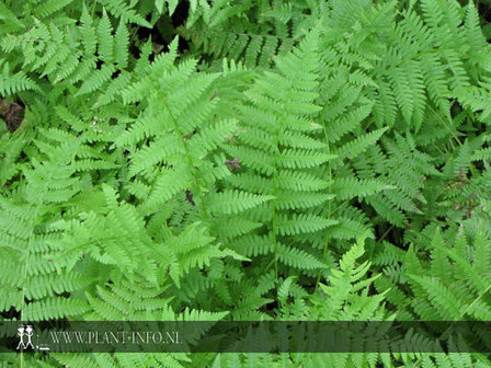 Athyrium filix-femina P9