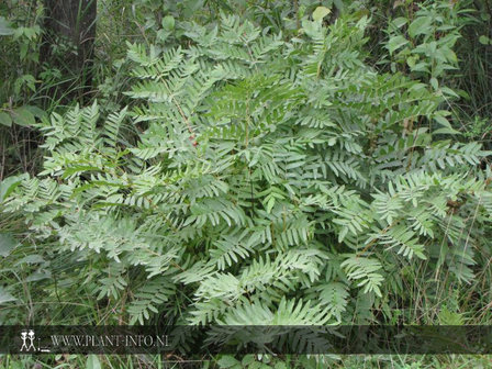 Osmunda regalis P9