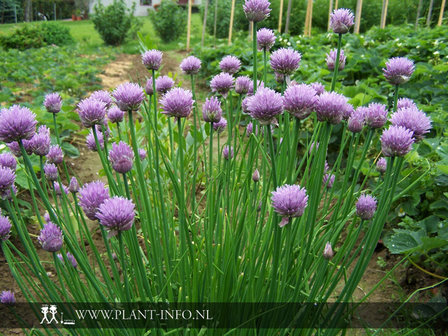 Allium schoenoprasum P9