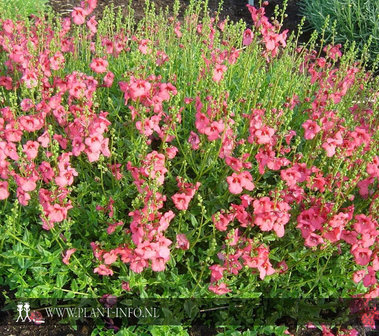 Diascia &#039;Ruby Field&#039; P9