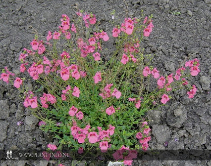 Diascia &#039;Ruby Field&#039; P9