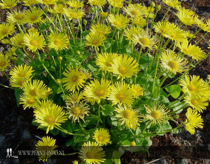 Doronicum orientale P9