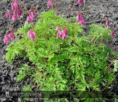 Dicentra formosa P9